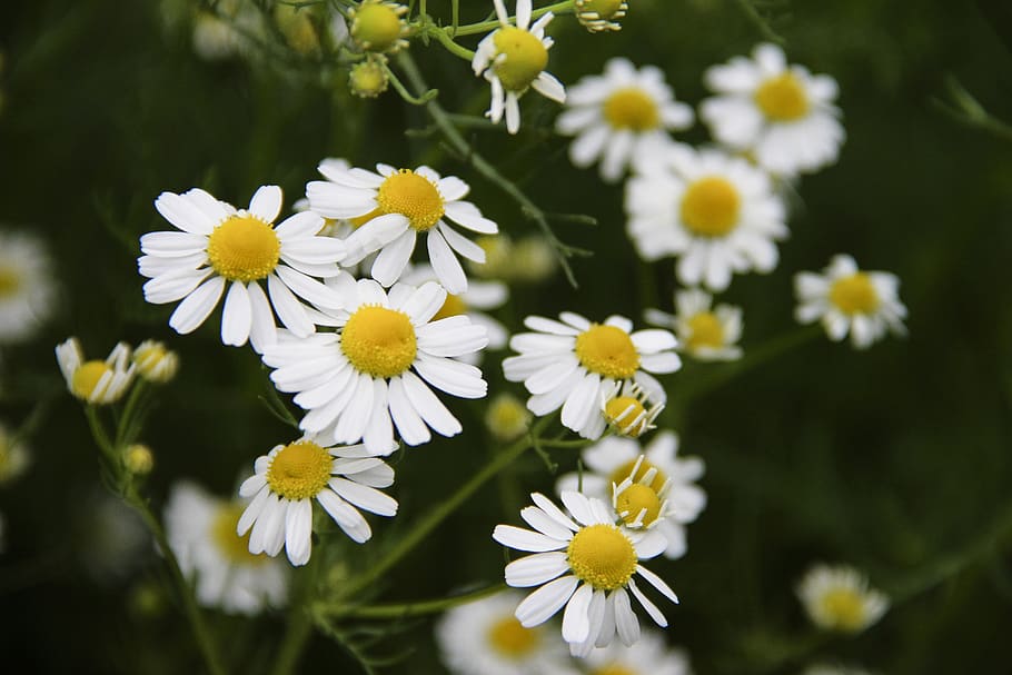 flowers, chamomile, spring, nature, bloom, flora, garden, white HD wallpaper