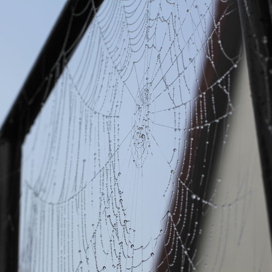 spider, network, cobweb, dew, autumn, fog, no people, selective focus HD wallpaper