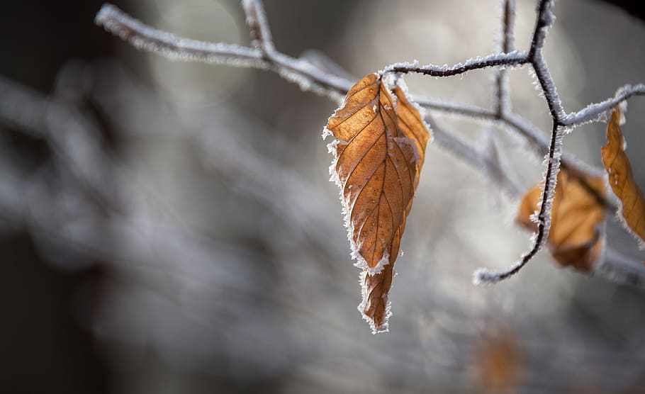 selective photography of brown leaf, snow, autumn, leaves, winter, HD wallpaper