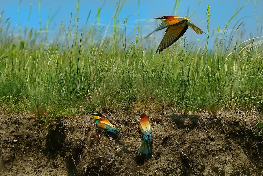 three bee-eaters near green grass field, nature, bird, european bee eater, HD wallpaper