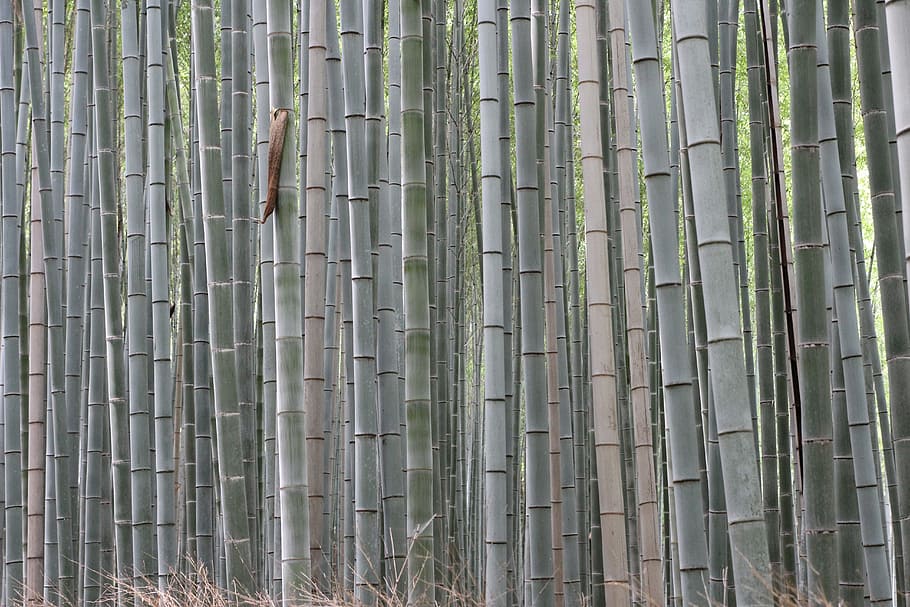 Bamboo, Forest, Plants, Flora, Nature, green, bamboo - Plant HD wallpaper