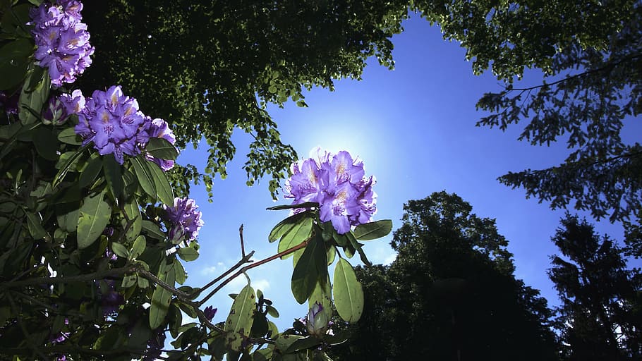 purple rhododendron flowers under green trees low-angle photography at daytime HD wallpaper