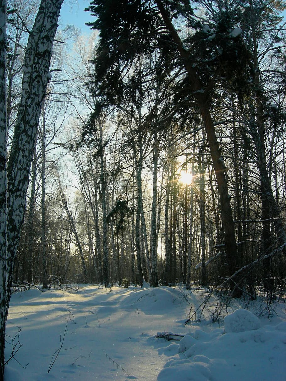 forest, winter forest, trees, pine, winter landscape, cold HD wallpaper