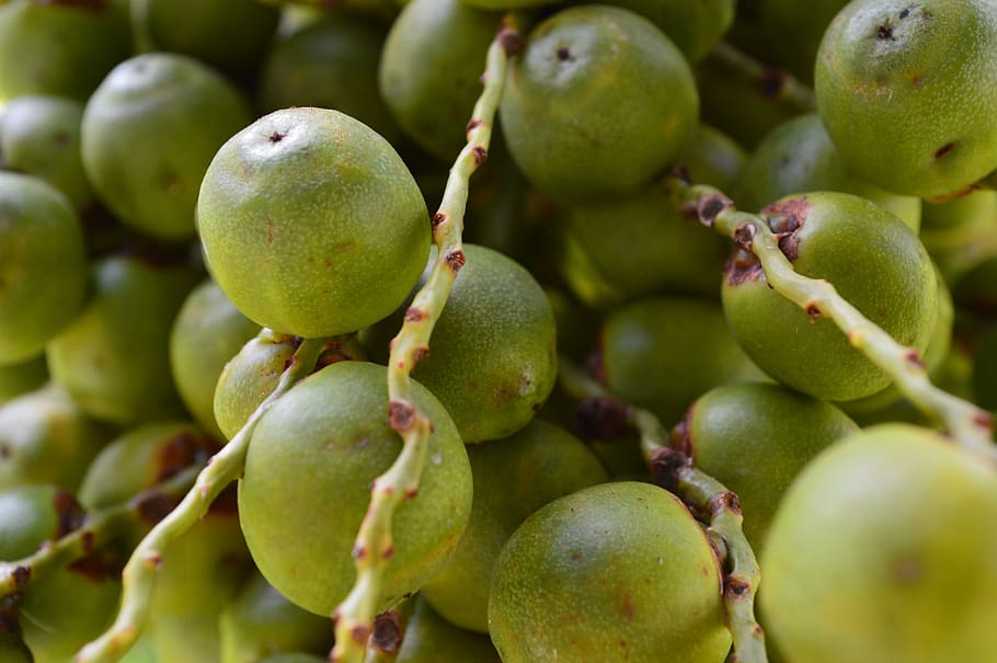 butia, fruit, green, food and drink, healthy eating, wellbeing HD wallpaper