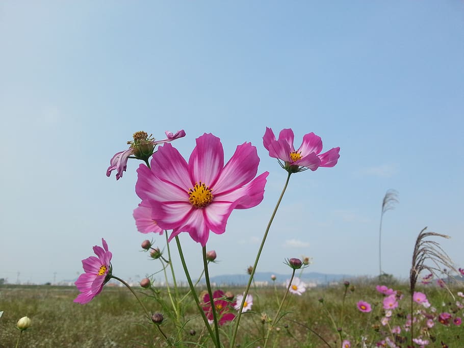 cosmos, autumn fields, flowers, flowering plant, freshness HD wallpaper
