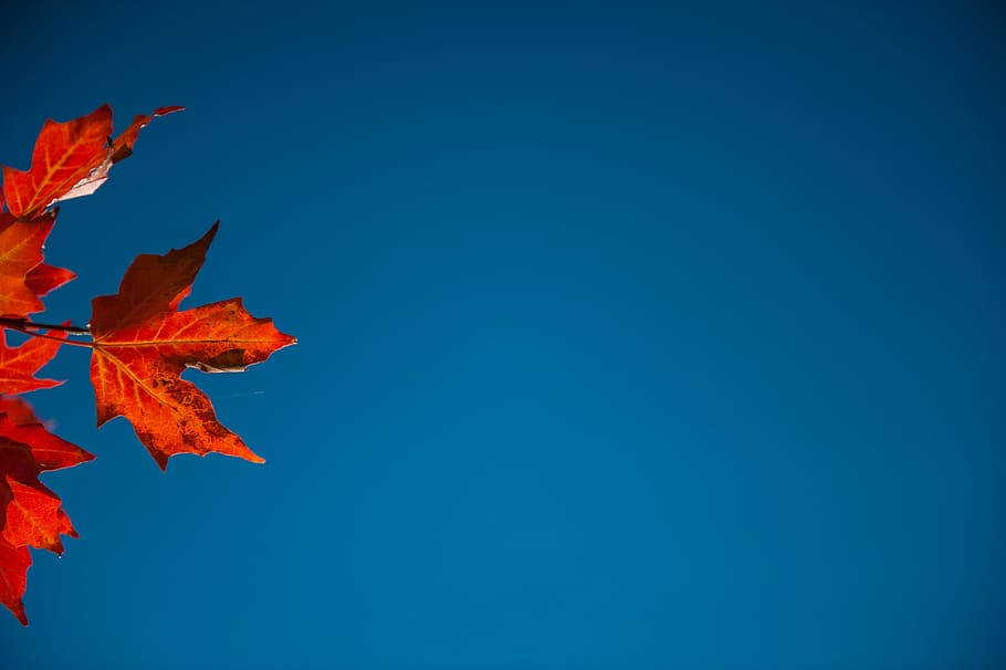 brown maple leaf, red maple leaf during daytime, fall leaf, autumn leaf HD wallpaper