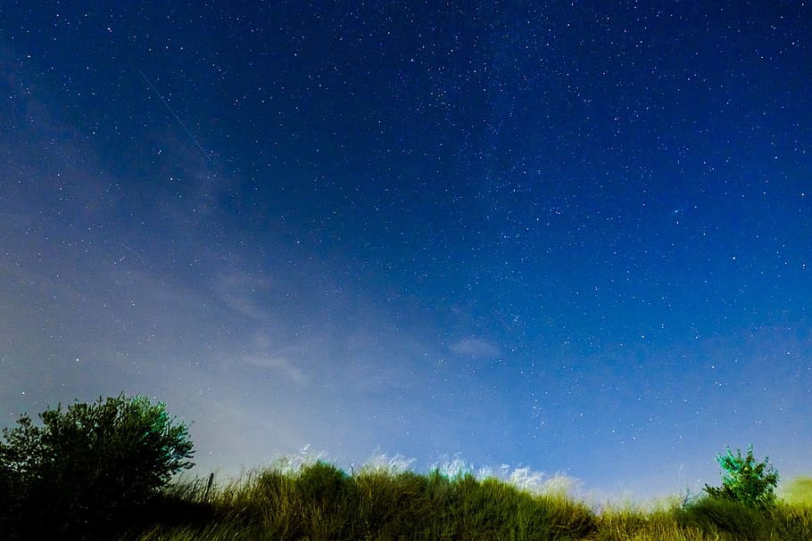 photo of silhouette of a grass under blue sky with stars, moonlight HD wallpaper
