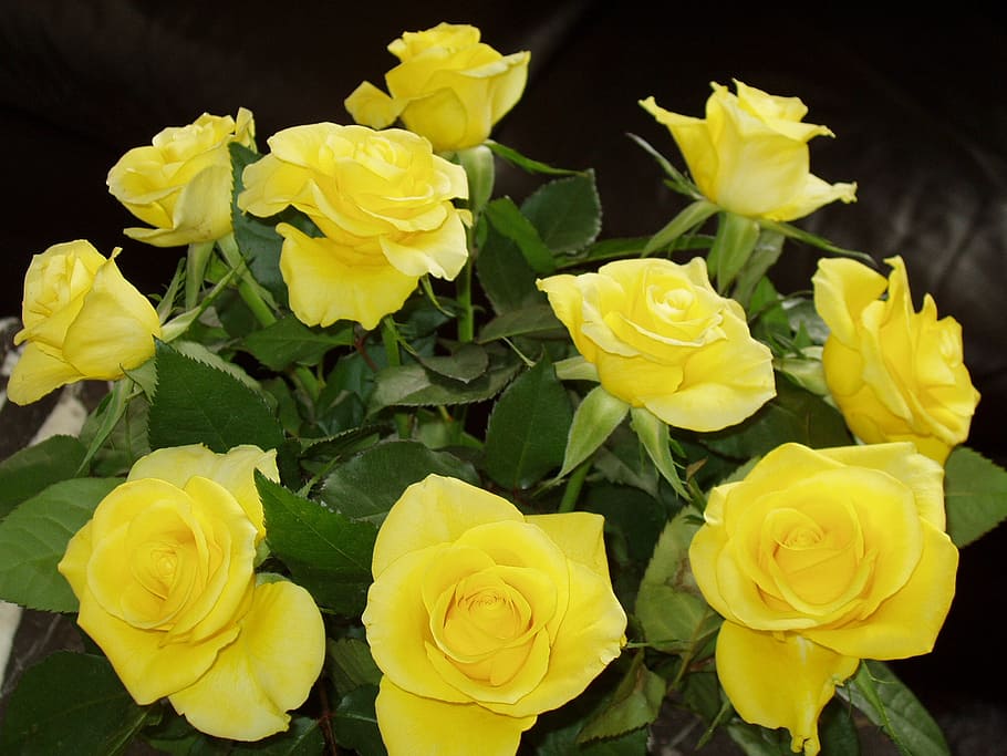 flowers, rose, yellow, flowering plant, petal, vulnerability HD wallpaper