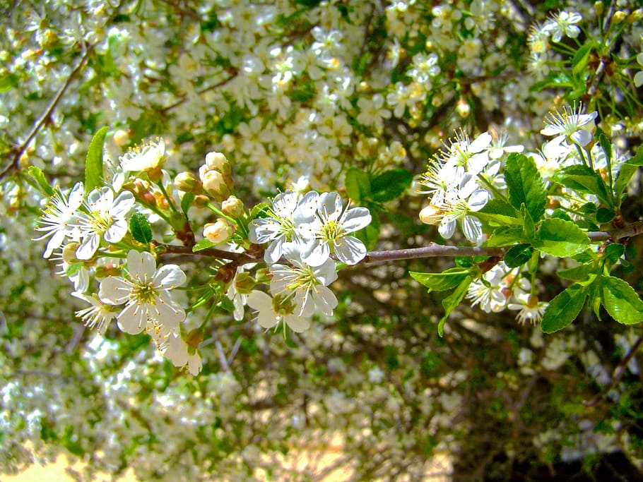 flowering cherry tree, white flower, spring, flowering plant HD wallpaper