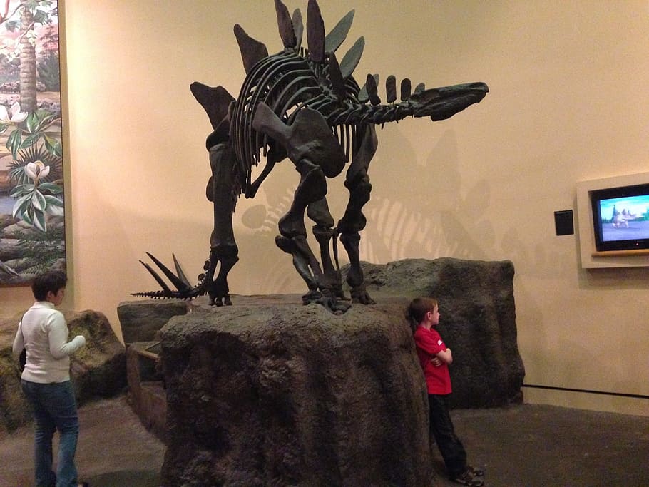 black dinosaur skeleton inside room, Stegosaurus, Museum, prehistoric, HD wallpaper