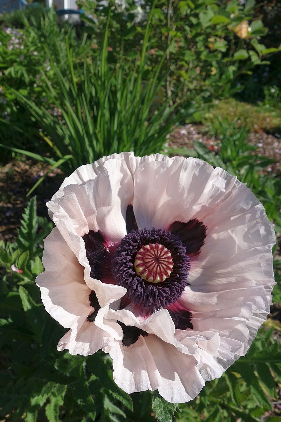 turkish poppy, garden, perenn-mohn, gardening poppy, nature, HD wallpaper