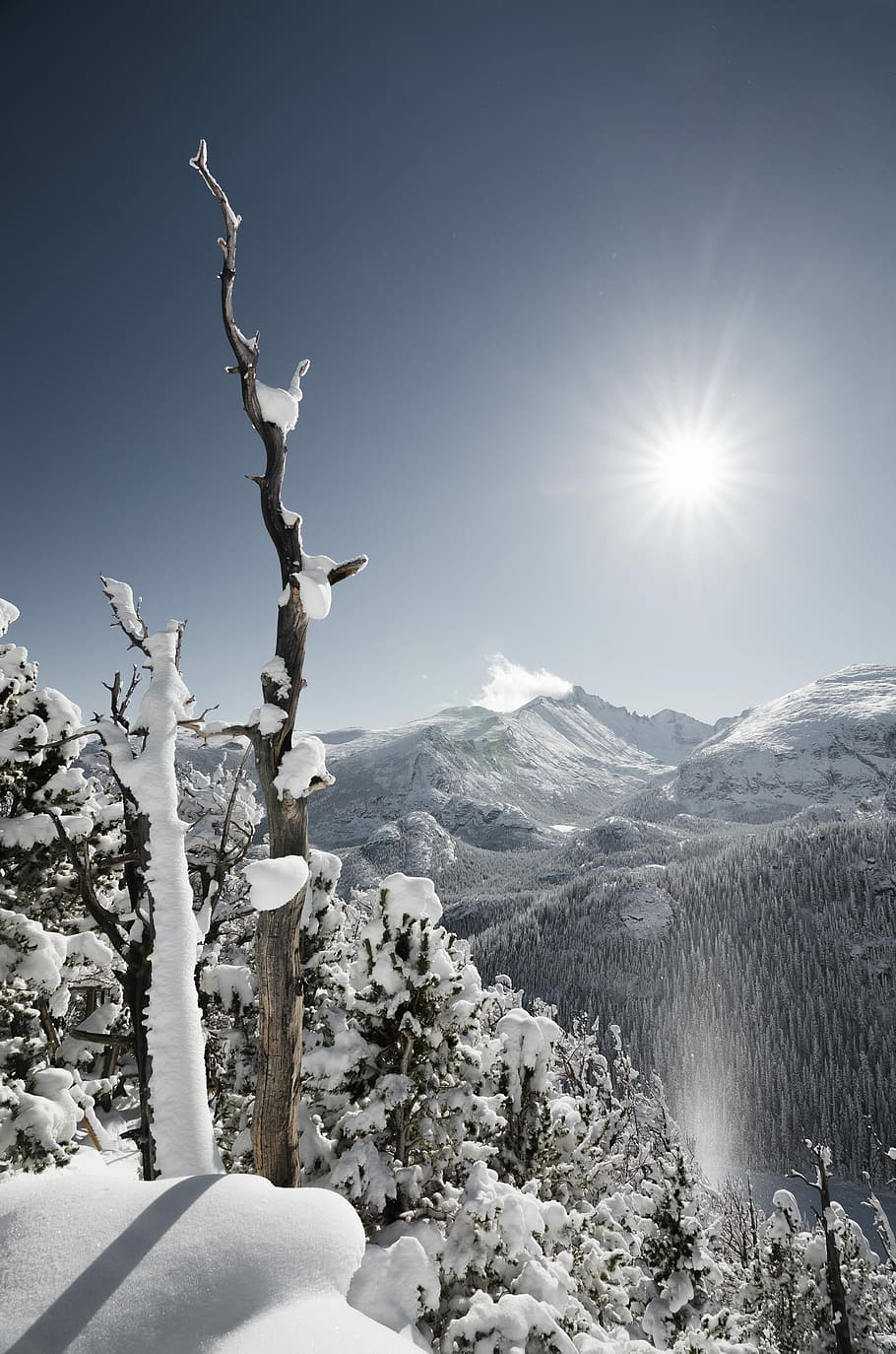 snow cover mountain during daytime, trees and mountain covered by snow during daytime HD wallpaper