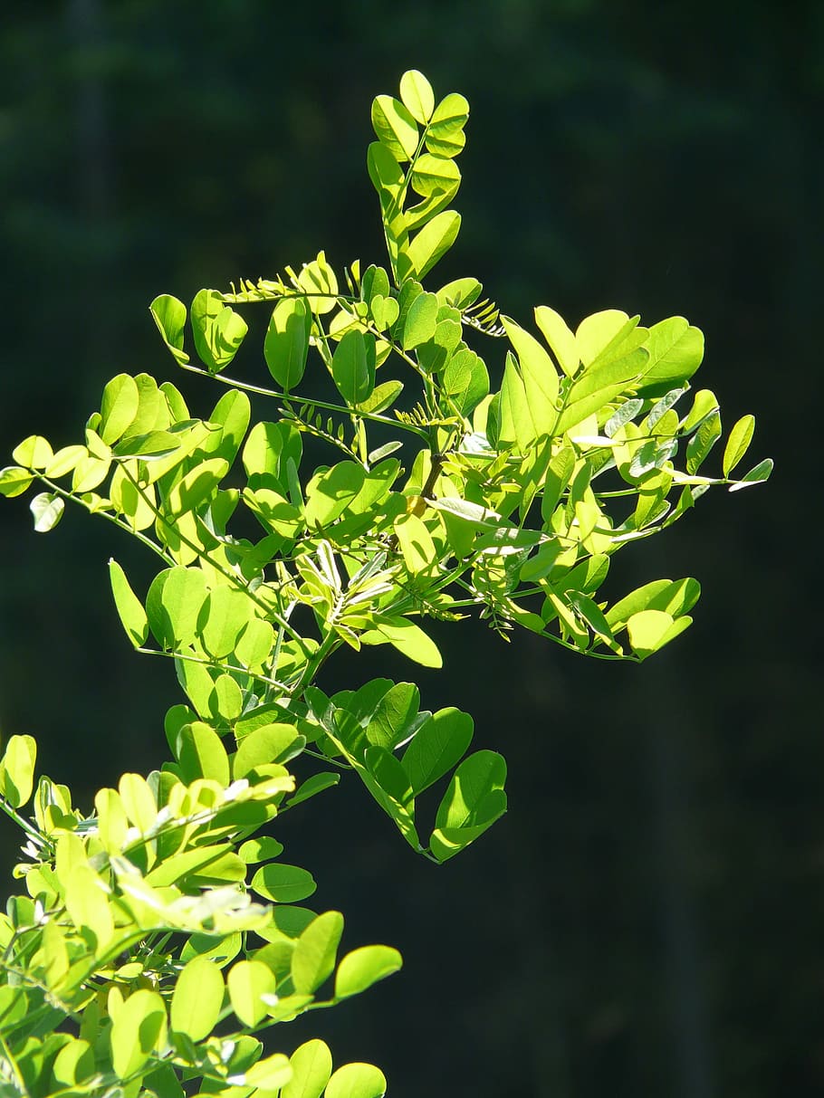 Branch, Leaves, Common, Maple, common maple, green, back light HD wallpaper