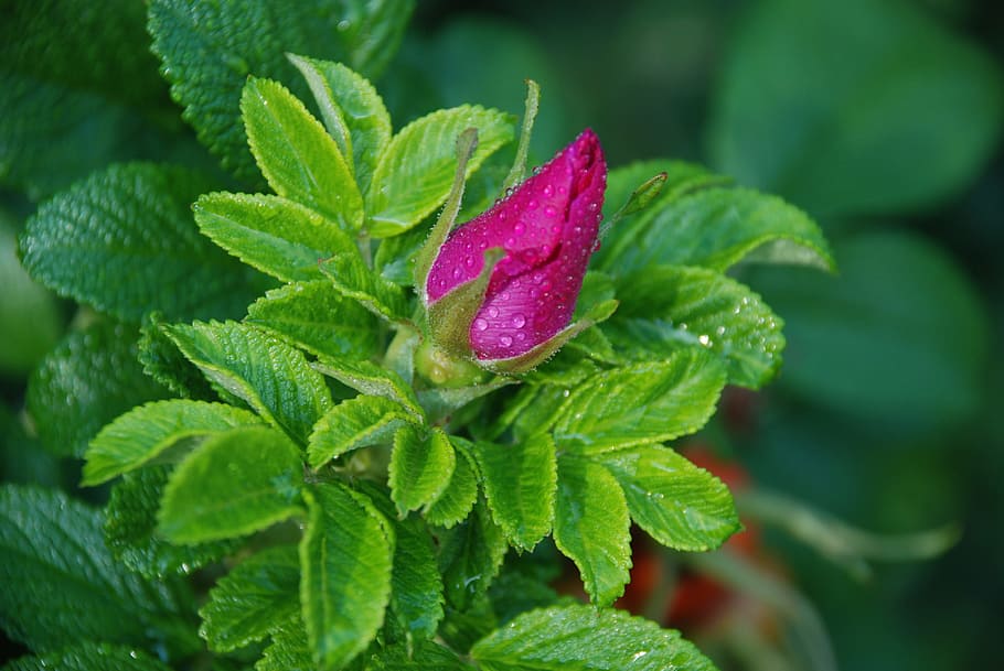 focused photo of purple and green rose bud, flower, bouquet HD wallpaper