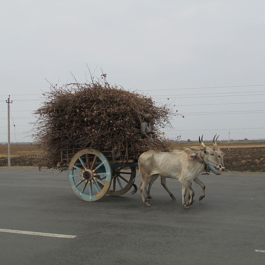 two white cows with carriage filled with dried trees, bullock cart