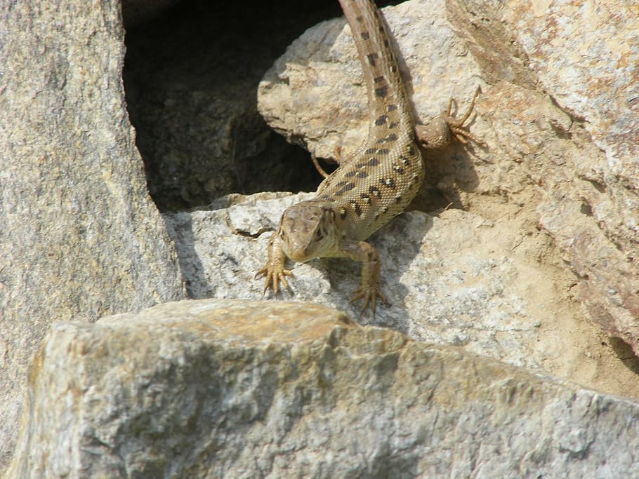 lizard, sand lizard, nature, animals, brown, summer, animal themes HD wallpaper