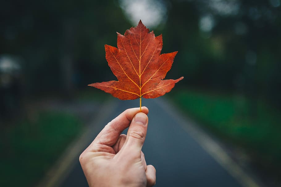 person holding leaf, selective focus of person holding red leaf facing road HD wallpaper