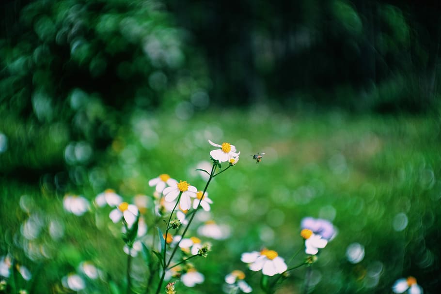 selective focus photography of white petaled flower, white and yellow petaled flower selective focus photography HD wallpaper