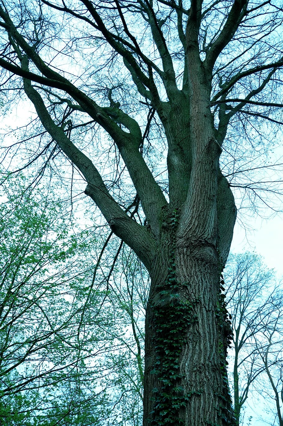 tree, branch, bark, wood, growth, spring, nature, silhouette HD wallpaper
