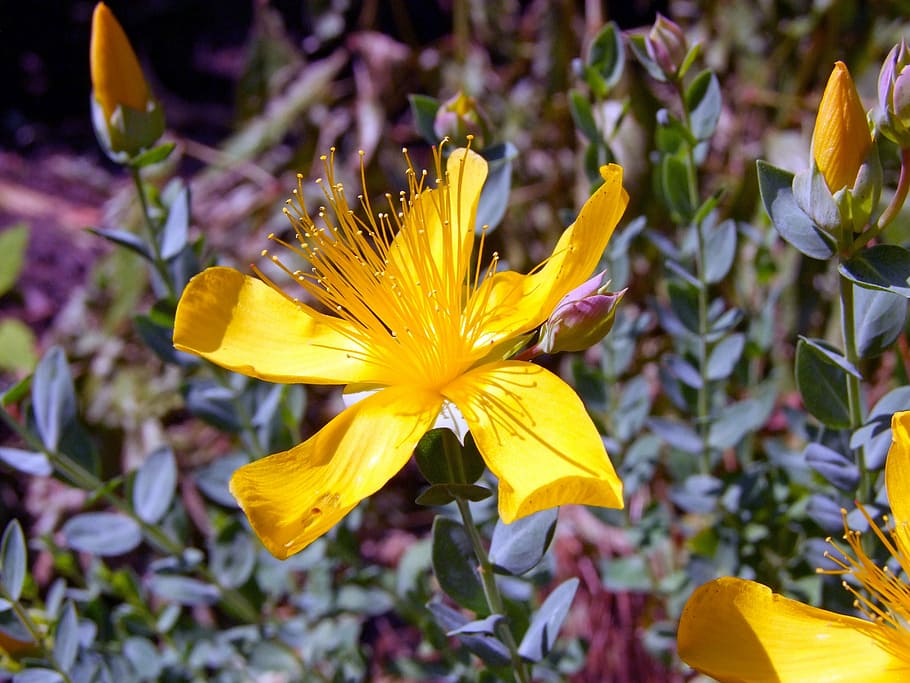 yellow petaled flower closeup photo, wort, hypericum perforatum HD wallpaper