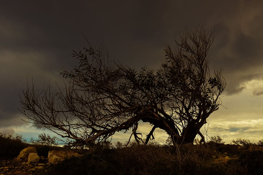 Tree, Clouds, Winter, Nature, sky, scenery, night, bare tree HD wallpaper