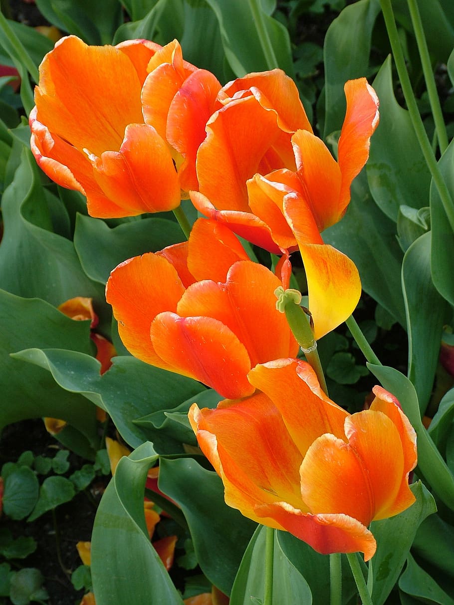 spring, tulips, orange, green, flower, flowering plant, petal HD wallpaper