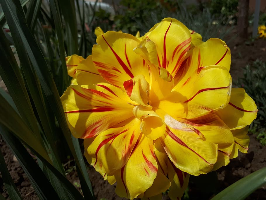 tulip, spring, yellow, nature, plant, flower, garden, sheet, HD wallpaper