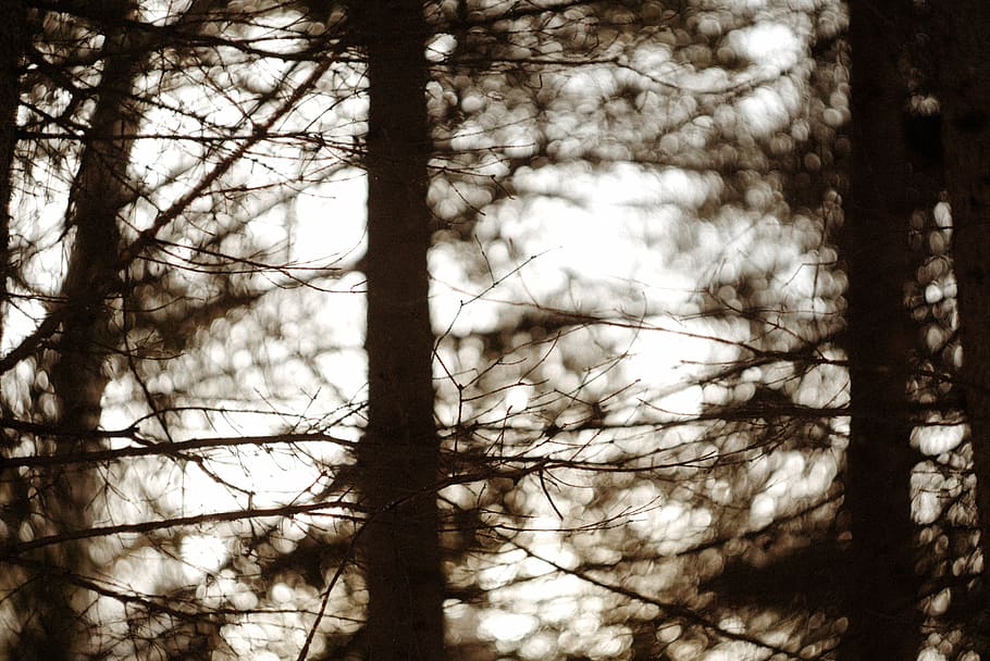 closeup photo of trees, light, black and white, forest, nature HD wallpaper