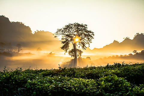 green leaf tree under white clouds at daytime, dawn, gold, bright HD wallpaper