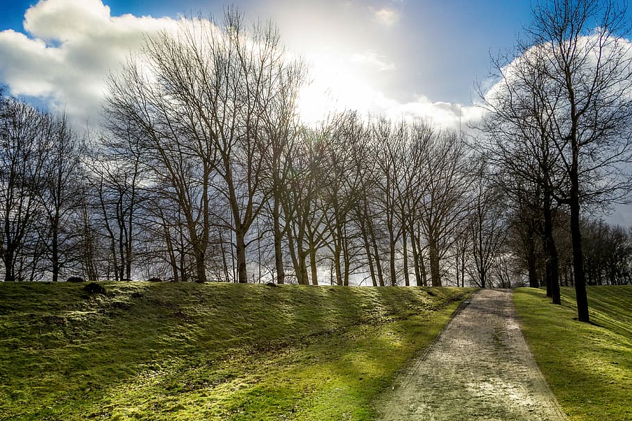 sun, path, trees, nature, landscape, air, branches, shadow HD wallpaper