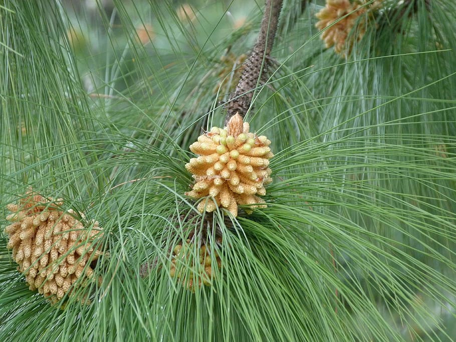 nature, fruits, tree, pine Cone, close-up, plant, growth, beauty in nature HD wallpaper