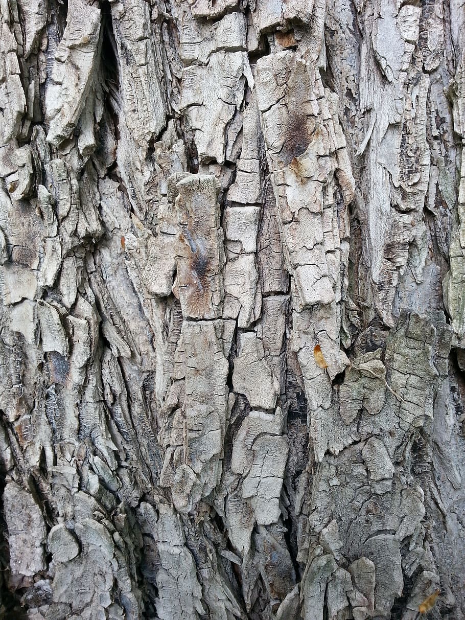 structure, tree, bark, wood, tribe, forest, nature, close, tree bark HD wallpaper