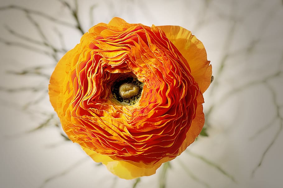ranunculus, flower, blossom, bloom, orange, bright, petals HD wallpaper