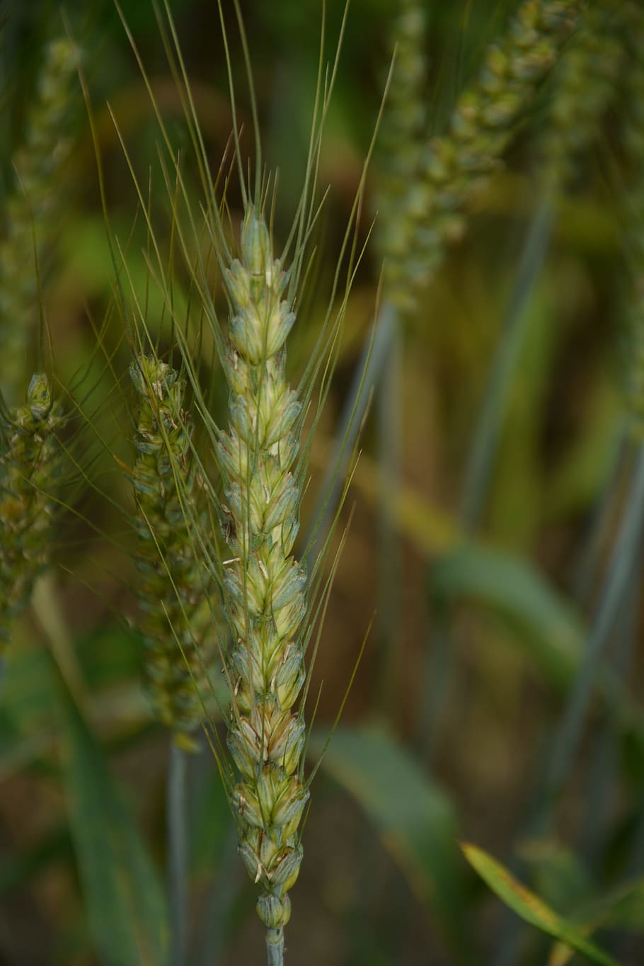wheat, green, plant, growth, close-up, beauty in nature, focus on foreground HD wallpaper