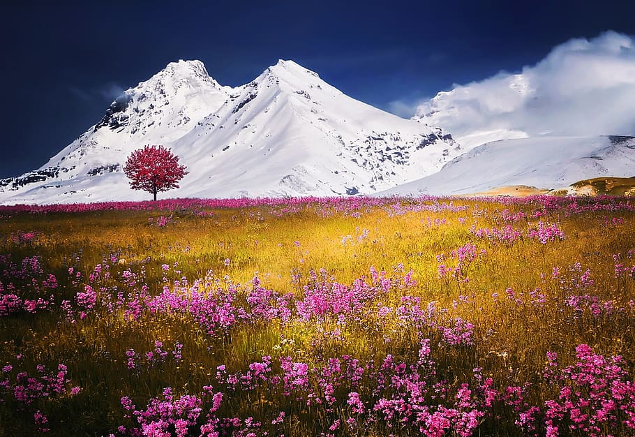 snow, landscape, nature, field, bloom, blossom, flora, flowers HD wallpaper