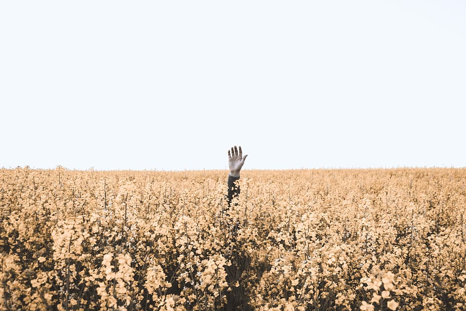 person's hand over brown floral field during daytime, person surrounded by yellow flowers HD wallpaper