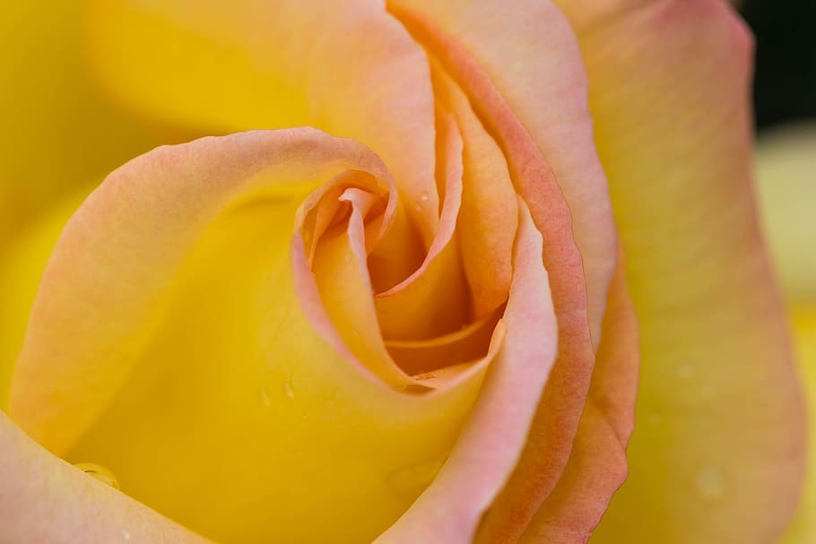 rose, flower, cup, bloom, love, colorful, colourful, nature HD wallpaper