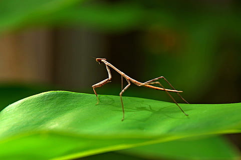 Praying Mantis, Stick Insect, Bug, nature, animal, wildlife HD wallpaper