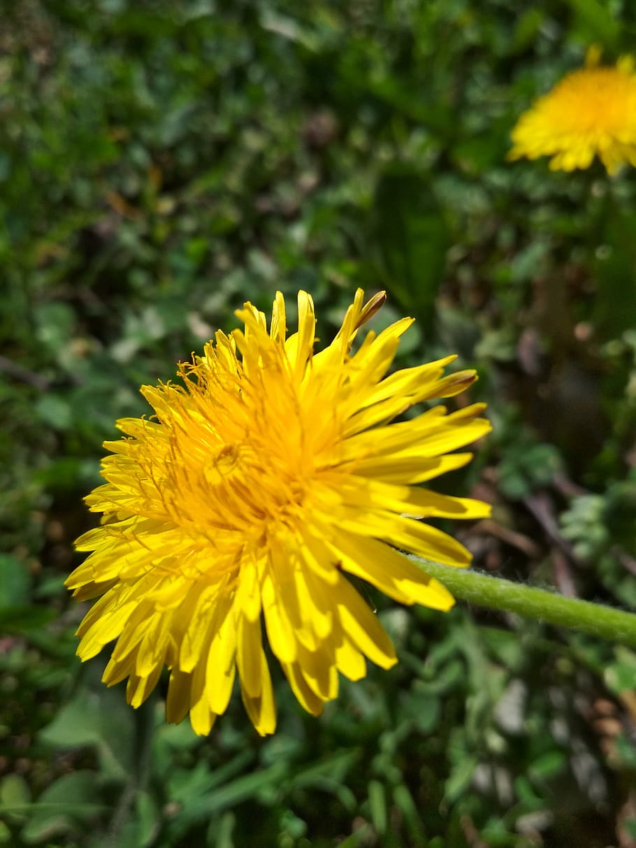spring, dandelion, flower, yellow, flowering plant, fragility HD wallpaper