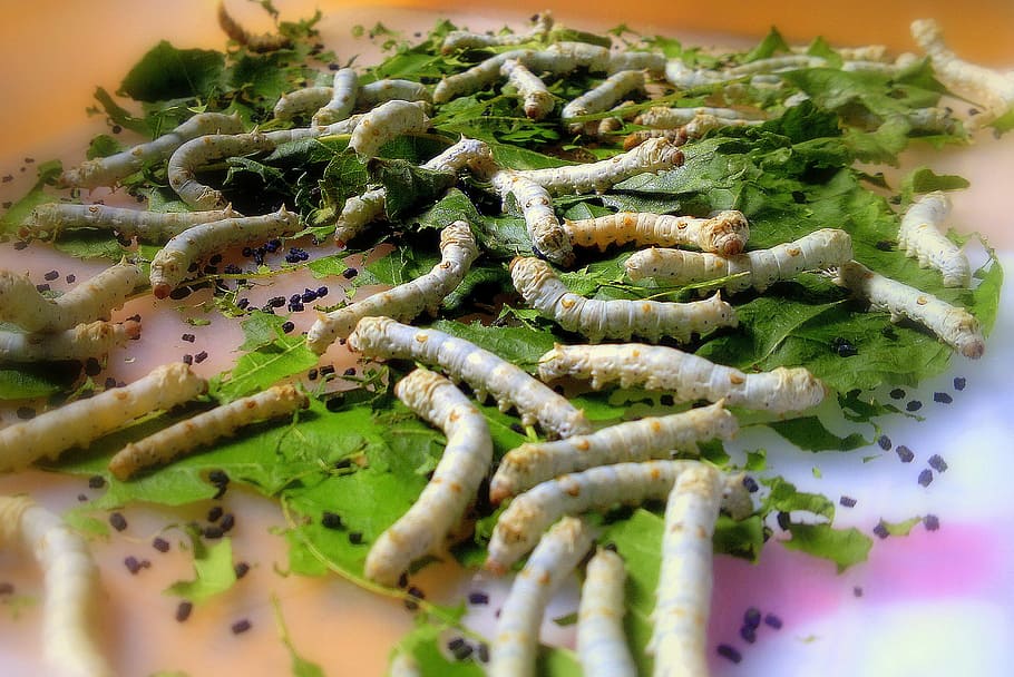 silkworm, insects, caterpillar, wildlife, bug, small, cocoon