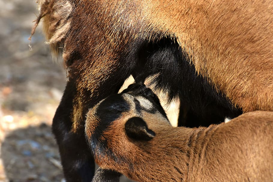 brown and black cattle and calf, mama, young, suckle, sheep HD wallpaper