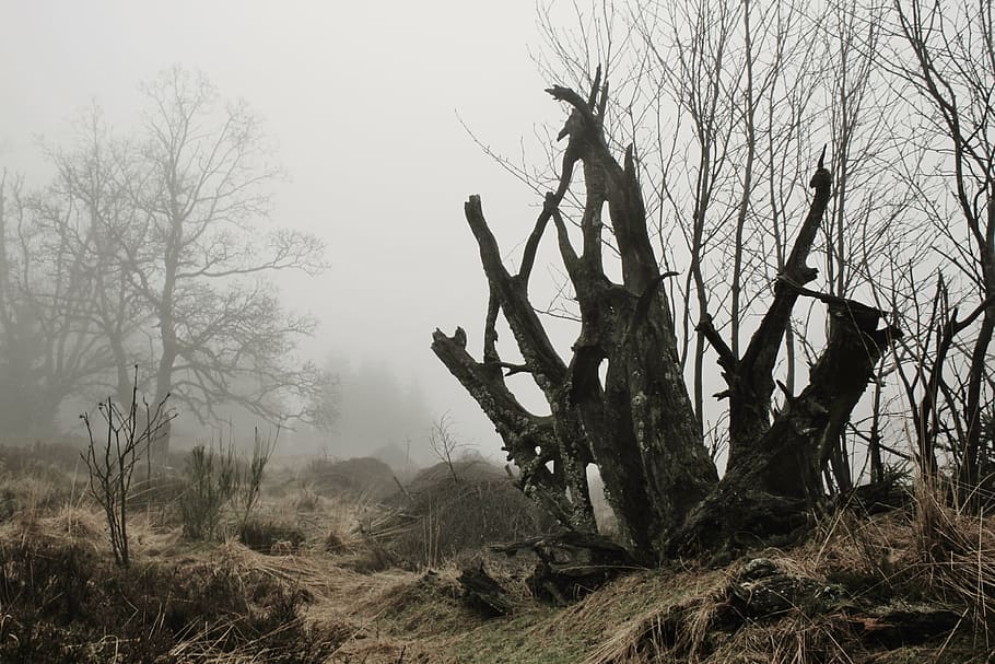 macro photography of bare tree, fog, root, tree root, autumn HD wallpaper