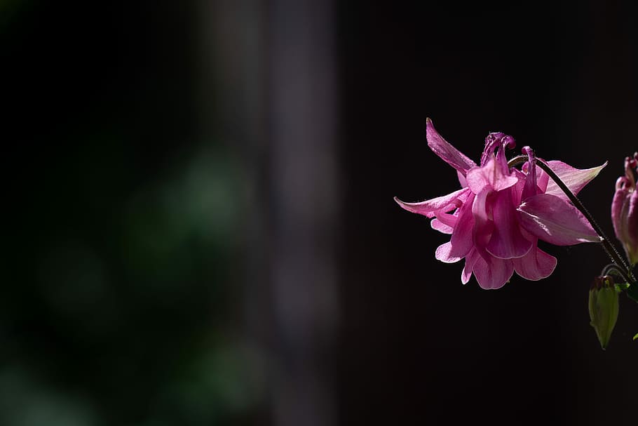 HD wallpaper: columbine, pink, pink columbine, flower, pink flower