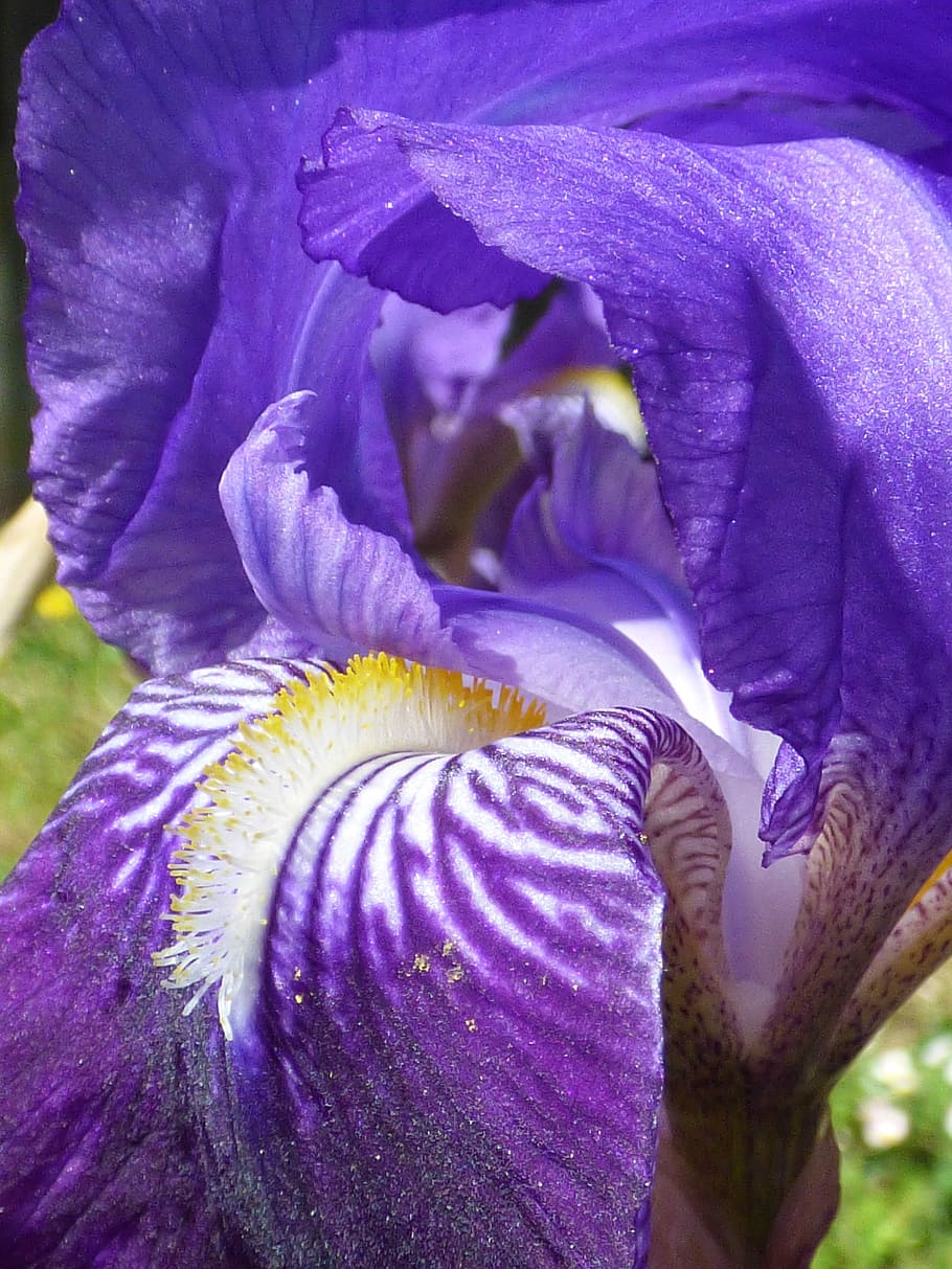 Flower, Violet, Iris, Petals, Macro, nature, close-up, plant HD wallpaper