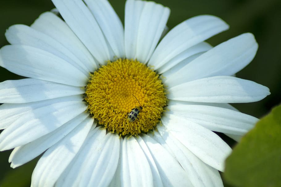 white, flower, daisy, bug, insect, yellow, nature, plant, summer HD wallpaper