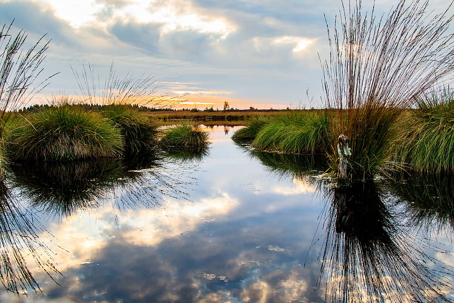 reflective photography of body of water between grasses under cloudy sky