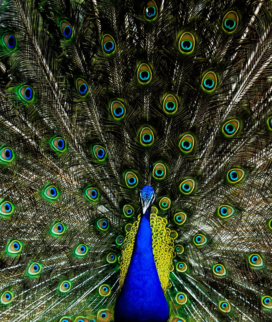 1920x1080px | free download | HD wallpaper: peacock, colors, colour ...
