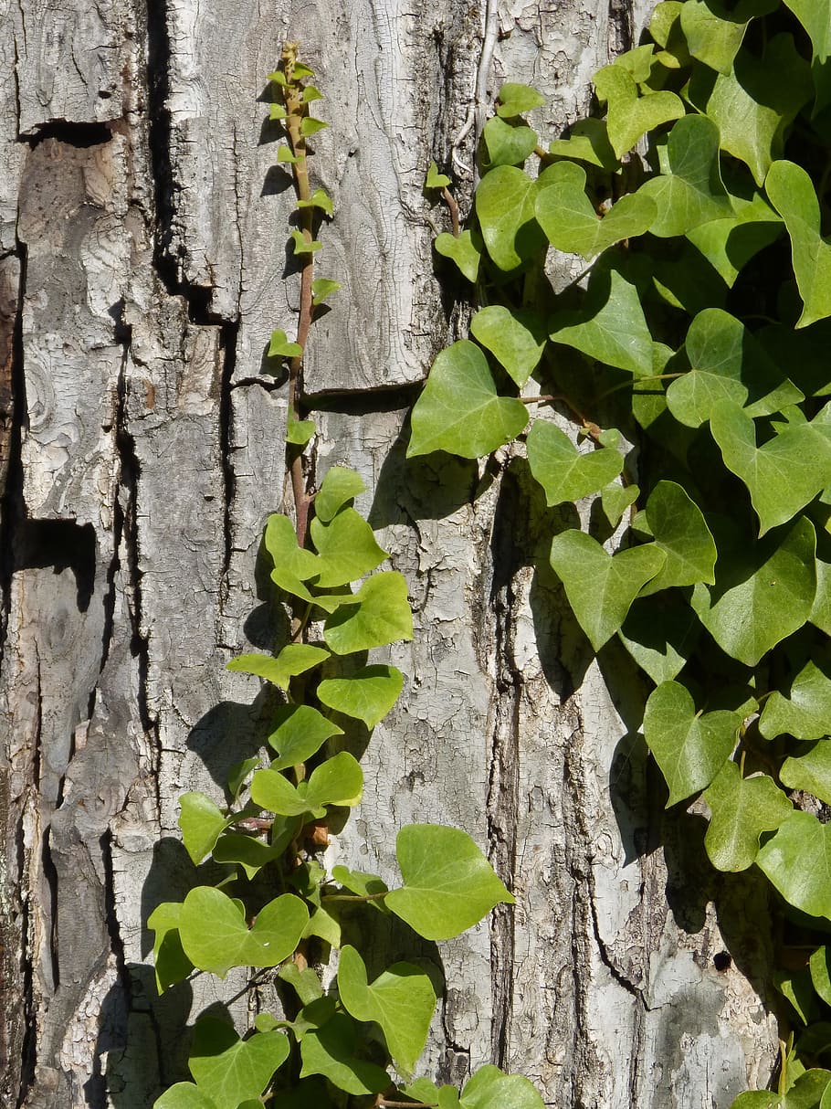 Ivy, Vine, Tree, Tree Bark, Texture, tree bark texture, nature, HD wallpaper