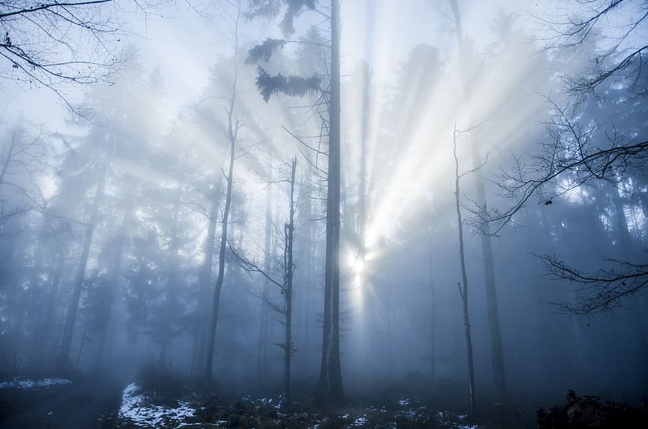 Forest, Light Beam, Mood, Trees, flooded, mysticism, lighting HD wallpaper