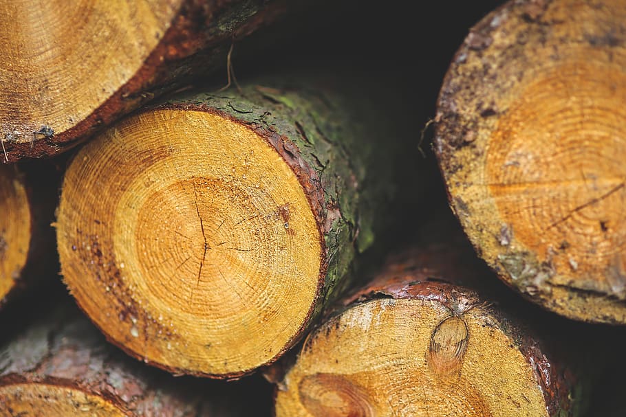 wood, forest, stem, logger, timber, tree, lumber industry, deforestation, HD wallpaper